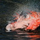 12 FFFK MA Matzke Werner Badender Flamingo 13